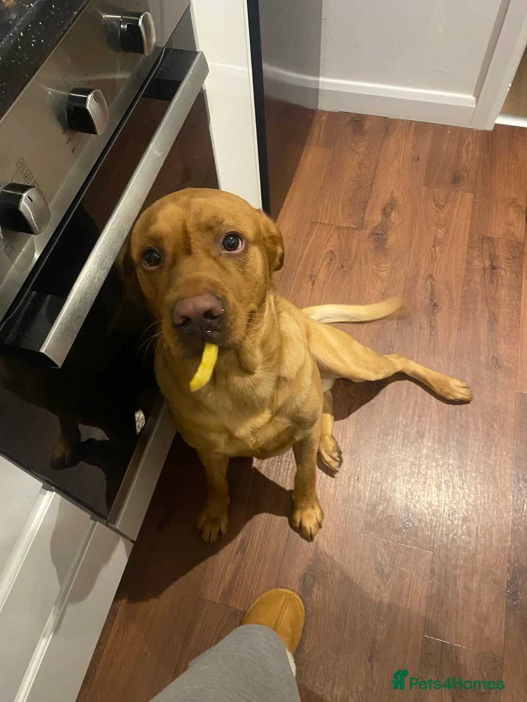 Labrador Retriever dogs for sale: Pedigree Lab - Advert 3