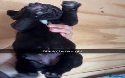 Cane Corso dogs for sale: Cane Corso first litter of puppies !! - Image 23