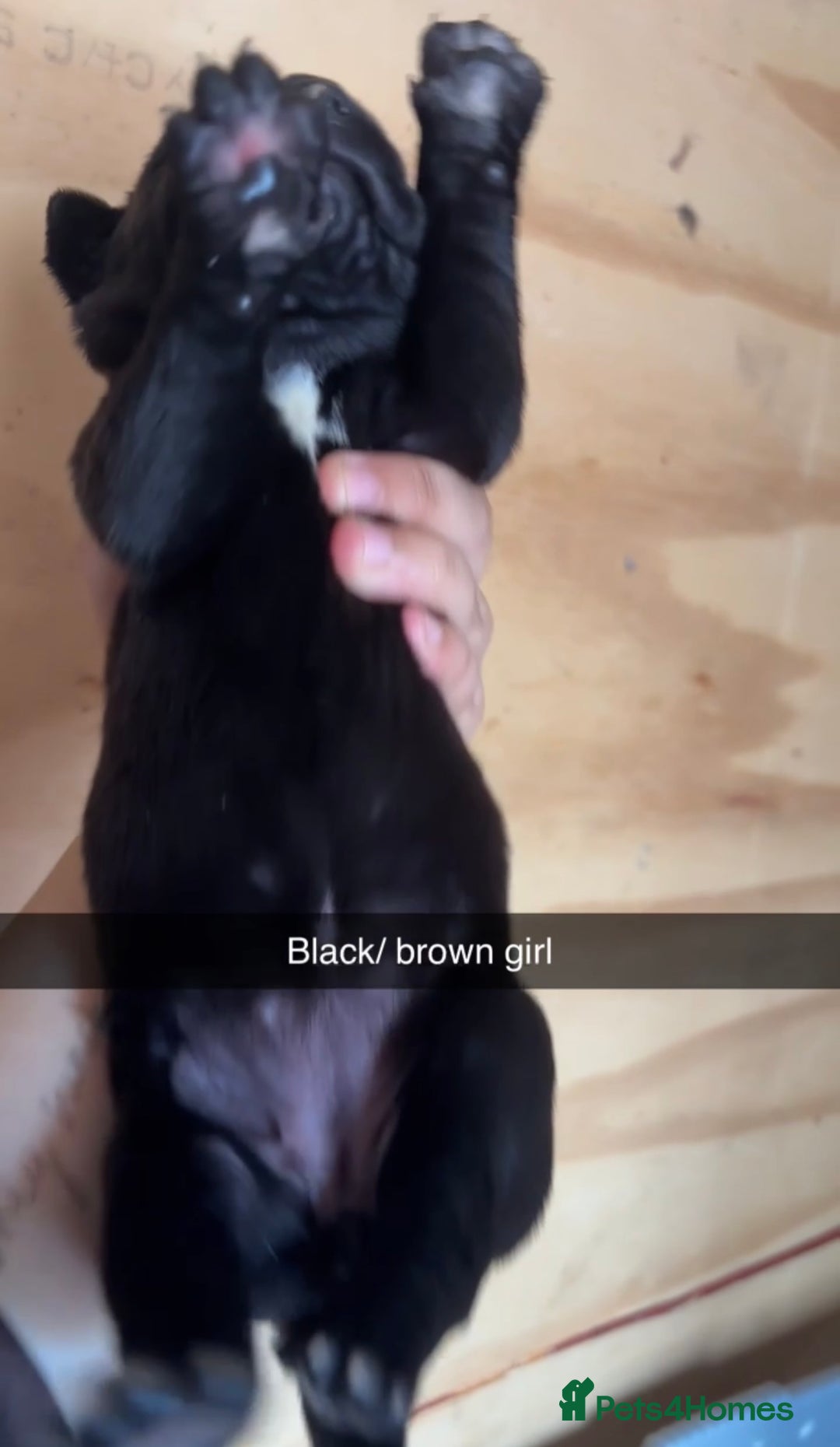 Cane Corso dogs for sale: Cane Corso first litter of puppies !! - Image 23