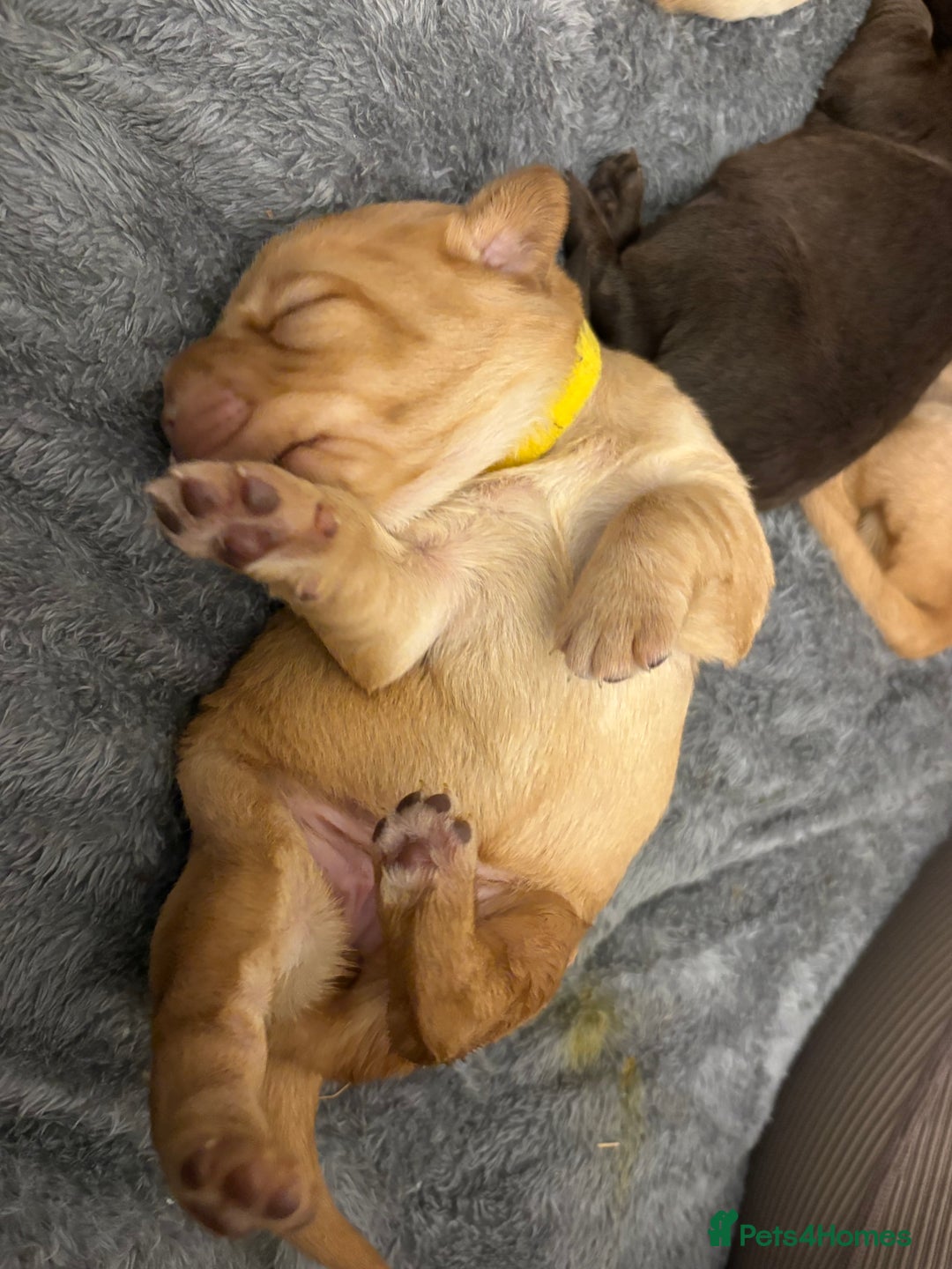 Cockerdor dogs for sale: labrador/ cockerdor Puppies  - Advert 10