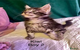 Maine Coon cats for sale: Gorgeous Black & Black Smoke kittens TICA parents - Image 25