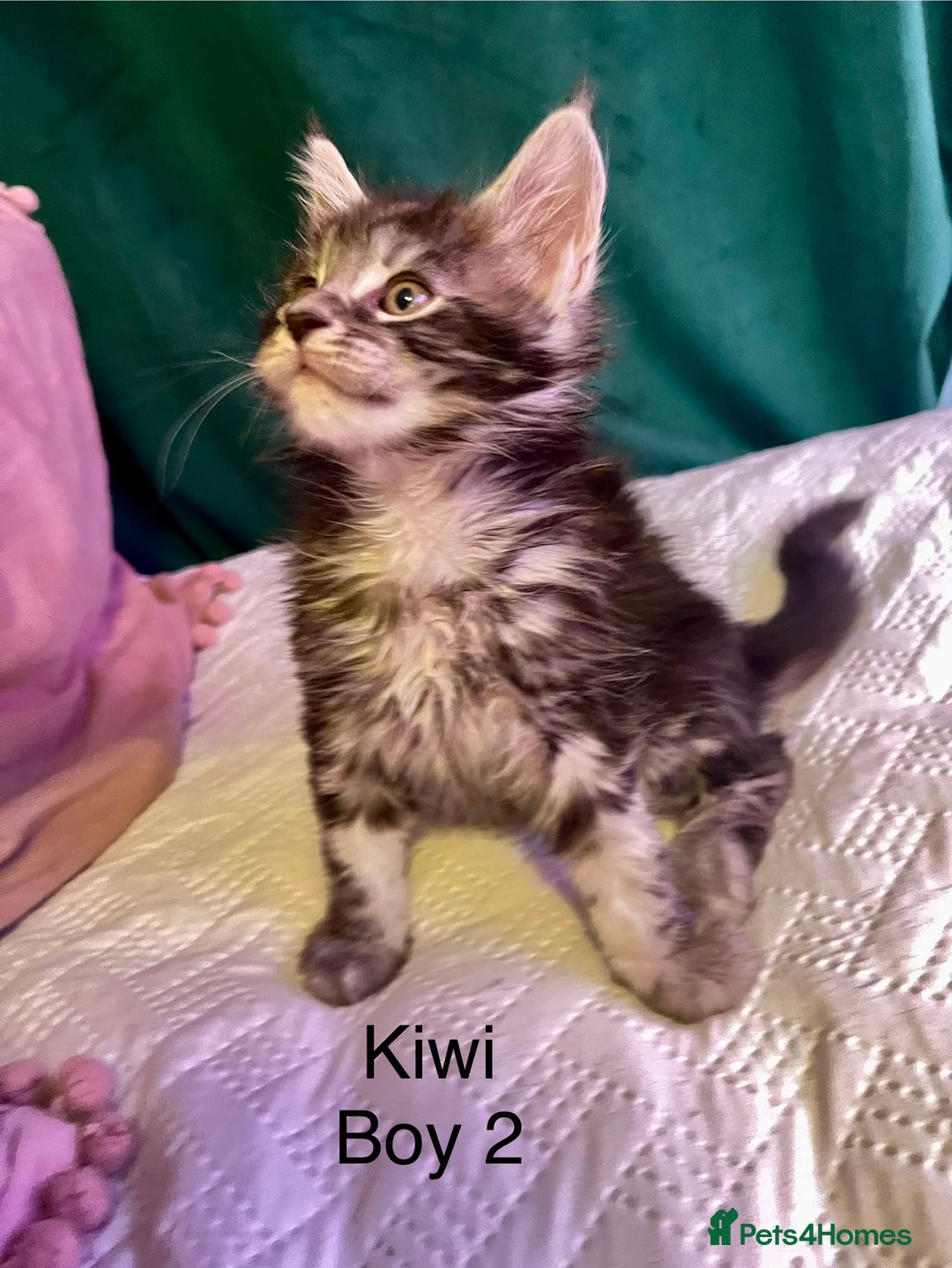 Maine Coon cats for sale: Gorgeous Black & Black Smoke kittens TICA parents - Image 25