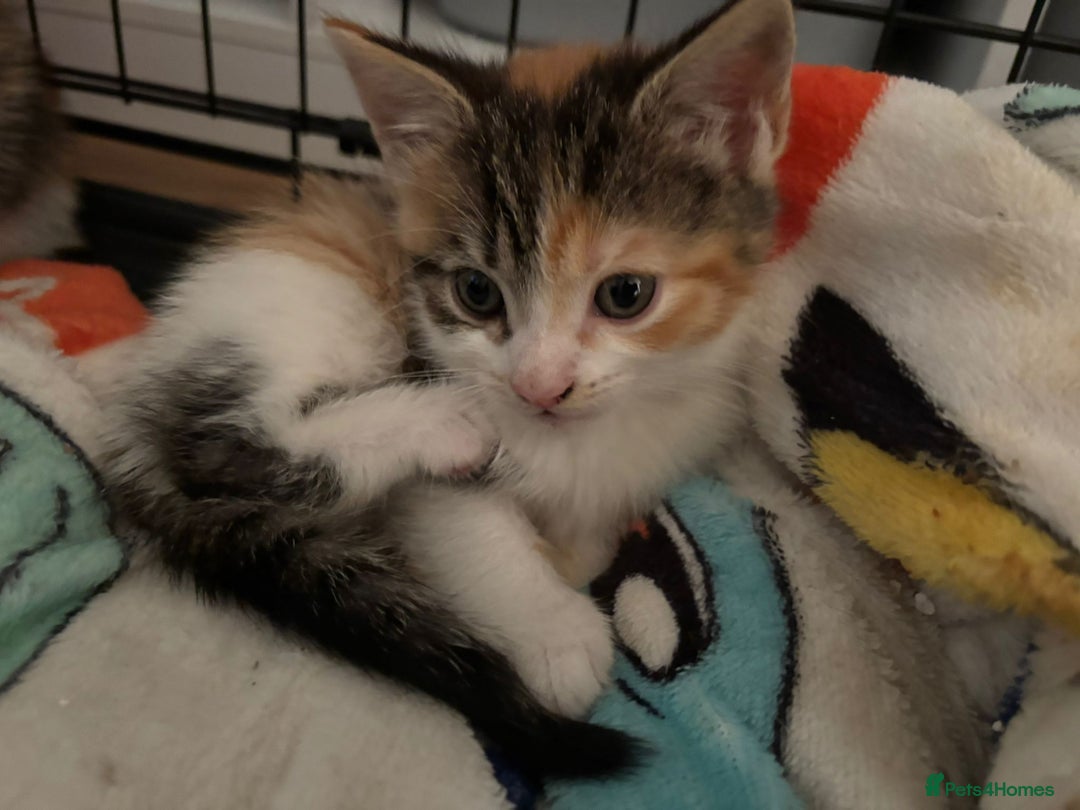 Mixed Breed cats for sale: Kittens - Advert 3