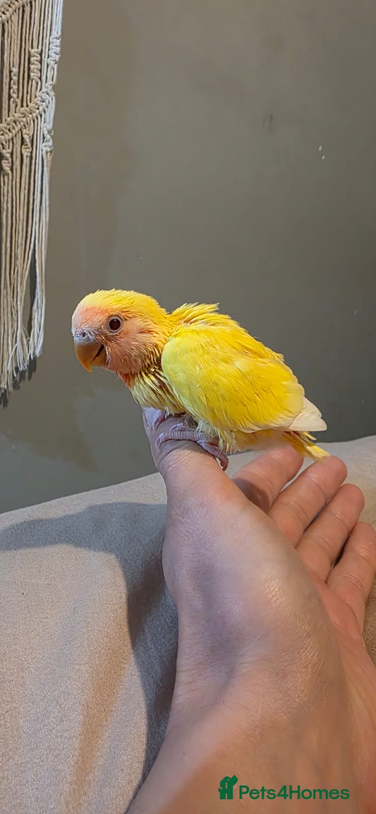 Lovebirds birds Hand reared beautiful love birds - Advert 11