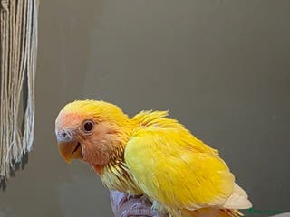 Lovebirds birds Hand reared beautiful love birds - Advert 11