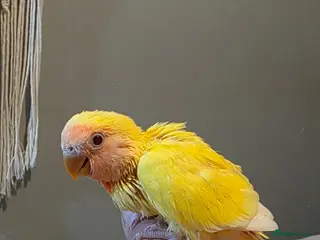 Lovebirds birds Hand reared beautiful love birds - Advert 13