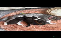 Persian cats for sale: Kittens - Image 1