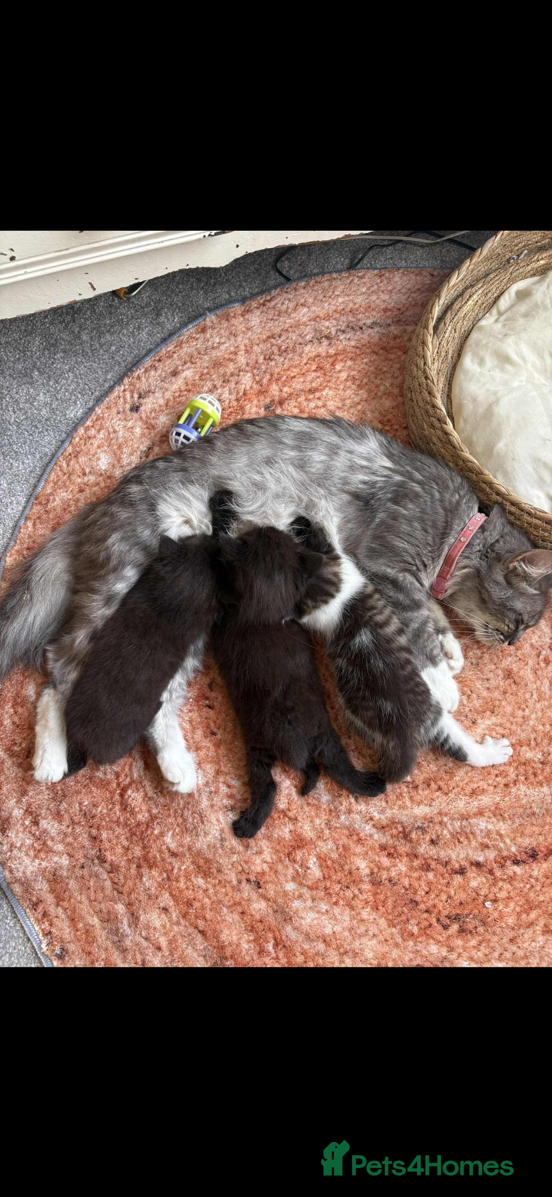 Persian cats for sale: Kittens - Image 1