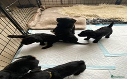 Mixed Breed dogs for sale: 3/4 patterdale 1/4 staffy x cavapoo pups - Image 5