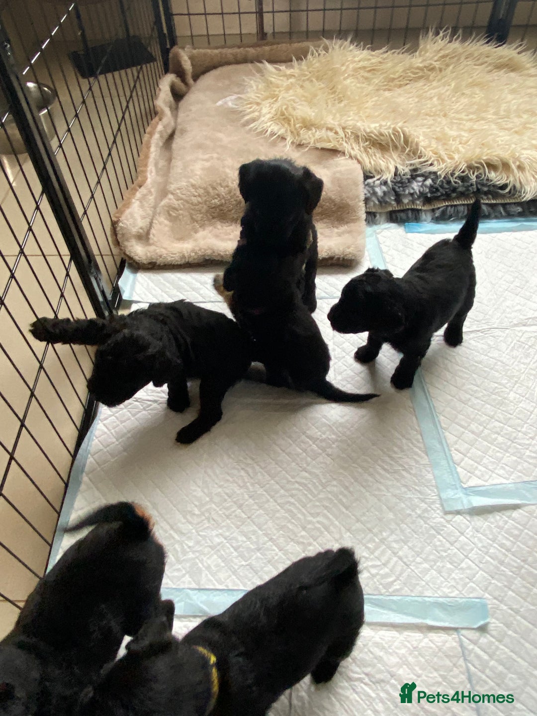 Mixed Breed dogs for sale: 3/4 patterdale 1/4 staffy x cavapoo pups - Image 5