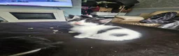 Mixed Breed cats for sale: 3 playing fluffy kittens - Advert 9