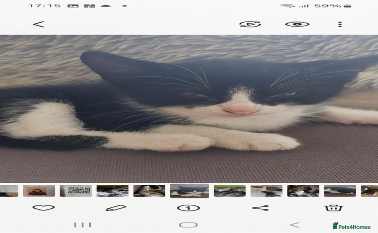 Mixed Breed cats - Advert 4