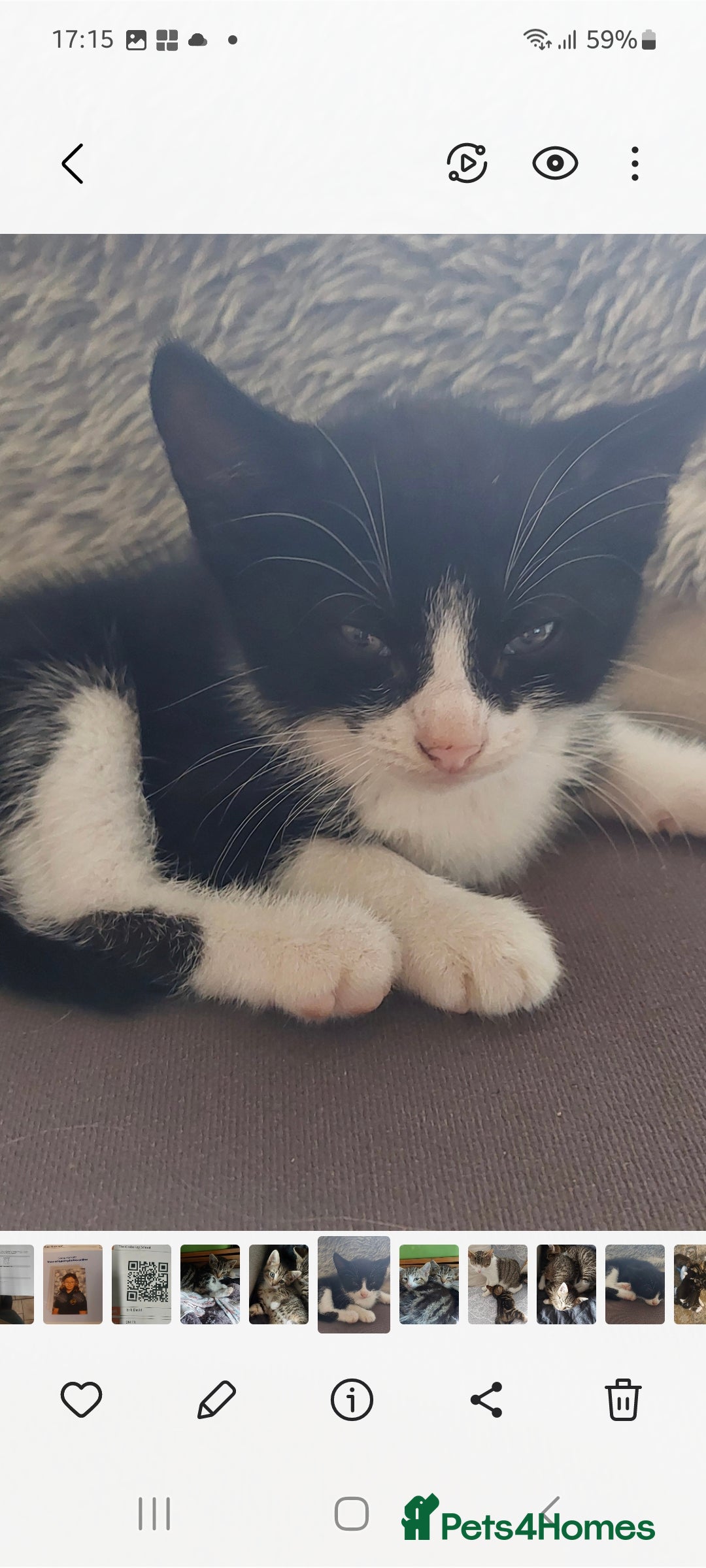 Mixed Breed cats for sale: Black and white kitten  - Image 1
