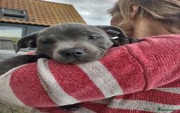 Staffordshire Bull Terrier dogs for sale: Chunky Staffy pups 💕 2 girls left, Ready to leave - Image 3