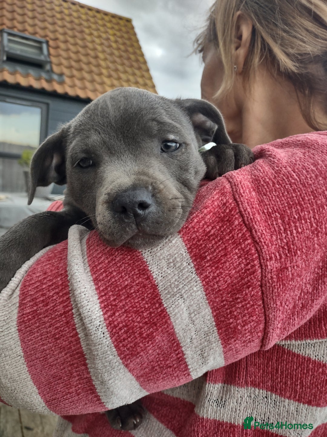 Staffordshire Bull Terrier dogs for sale: Chunky Staffy pups 💕 2 girls left, Ready to leave - Image 3