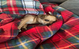 Chihuahua dogs for sale: Leila - Image 6