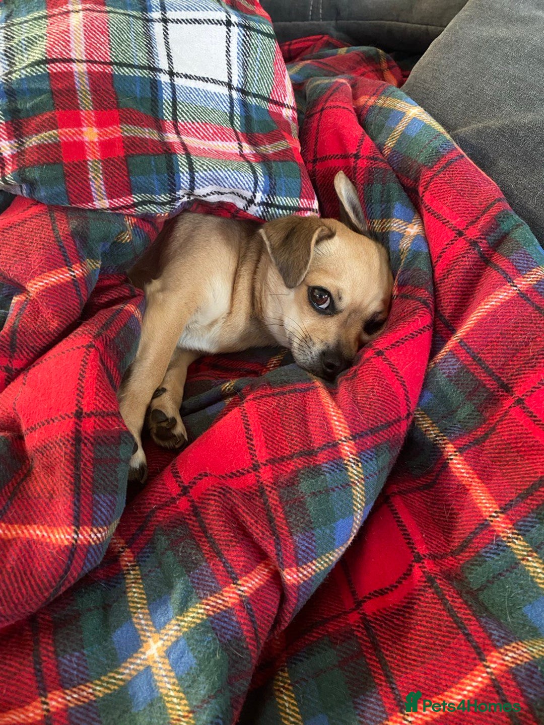 Chihuahua dogs for sale: Leila - Image 6