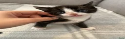 British Longhair cats for sale: 2 Beautiful Girls - Advert 3