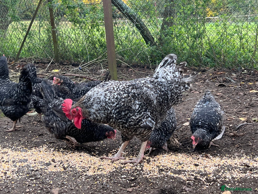 Chickens poultry for sale: Purebred Maran chickens, 11 months old - Advert 3