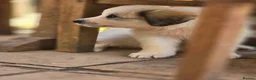 Pyrenean Mountain Dog dogs for sale: Home Bred Litter in Winchester - Advert 9
