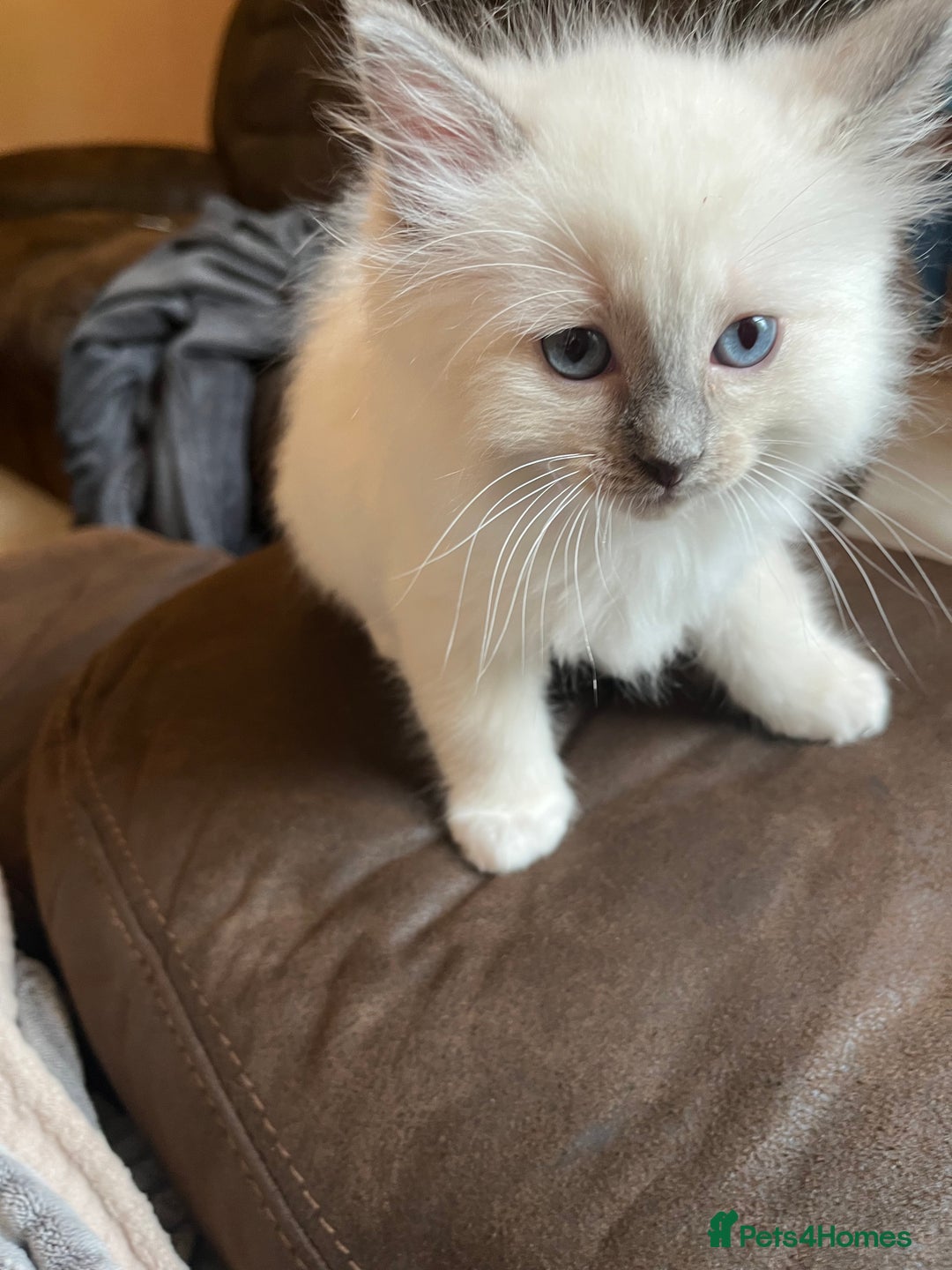 Ragdoll cats for sale: Gorgeous GCCF Ragdoll kittens - Image 4