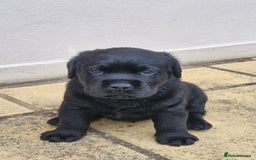 Labrador Retriever dogs for sale: Chunky Show Black Labrador Puppies - Image 3