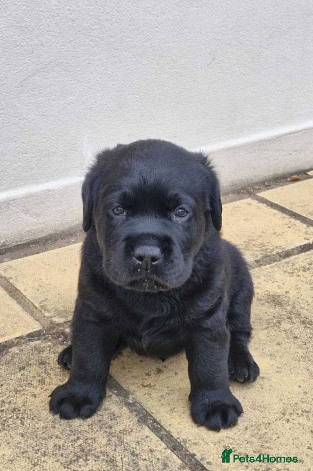 Labrador Retriever dogs for sale: Chunky Show Black Labrador Puppies - Image 3