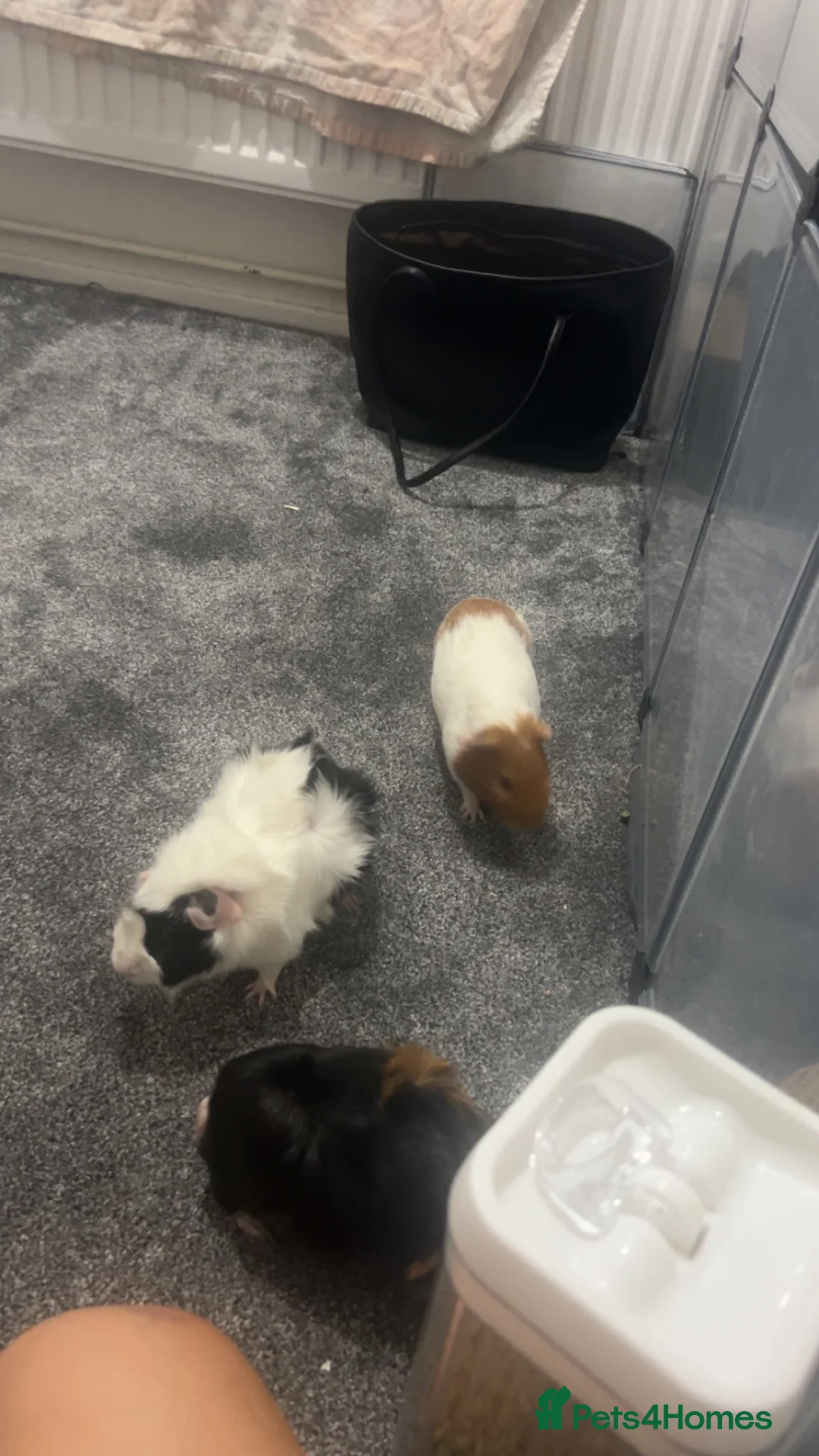 Guinea Pig rodents for sale: Male guinea pigs in Loughborough - Advert 2
