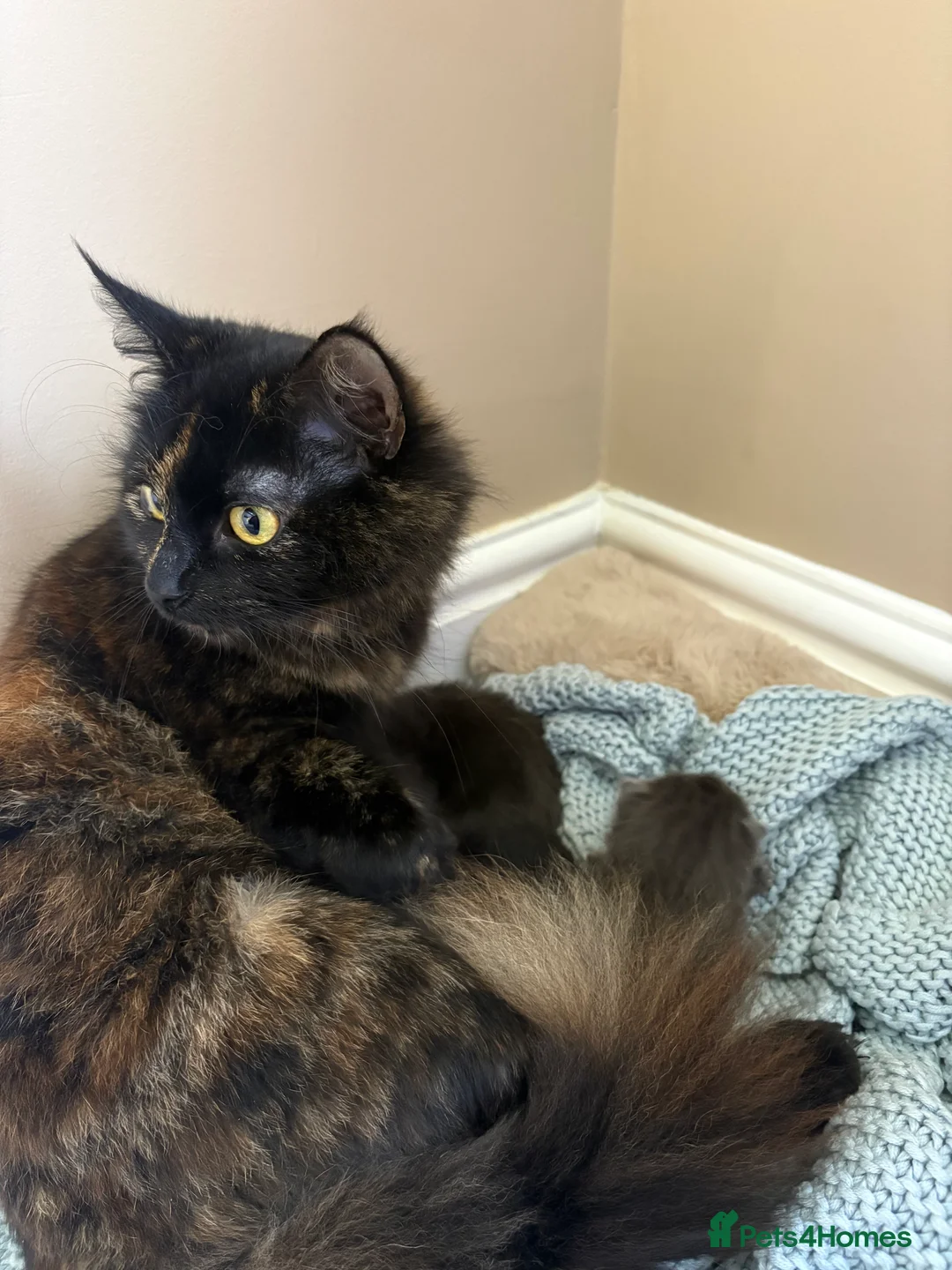 Mixed Breed cats for sale: 3 beautiful kittens  - Advert 6