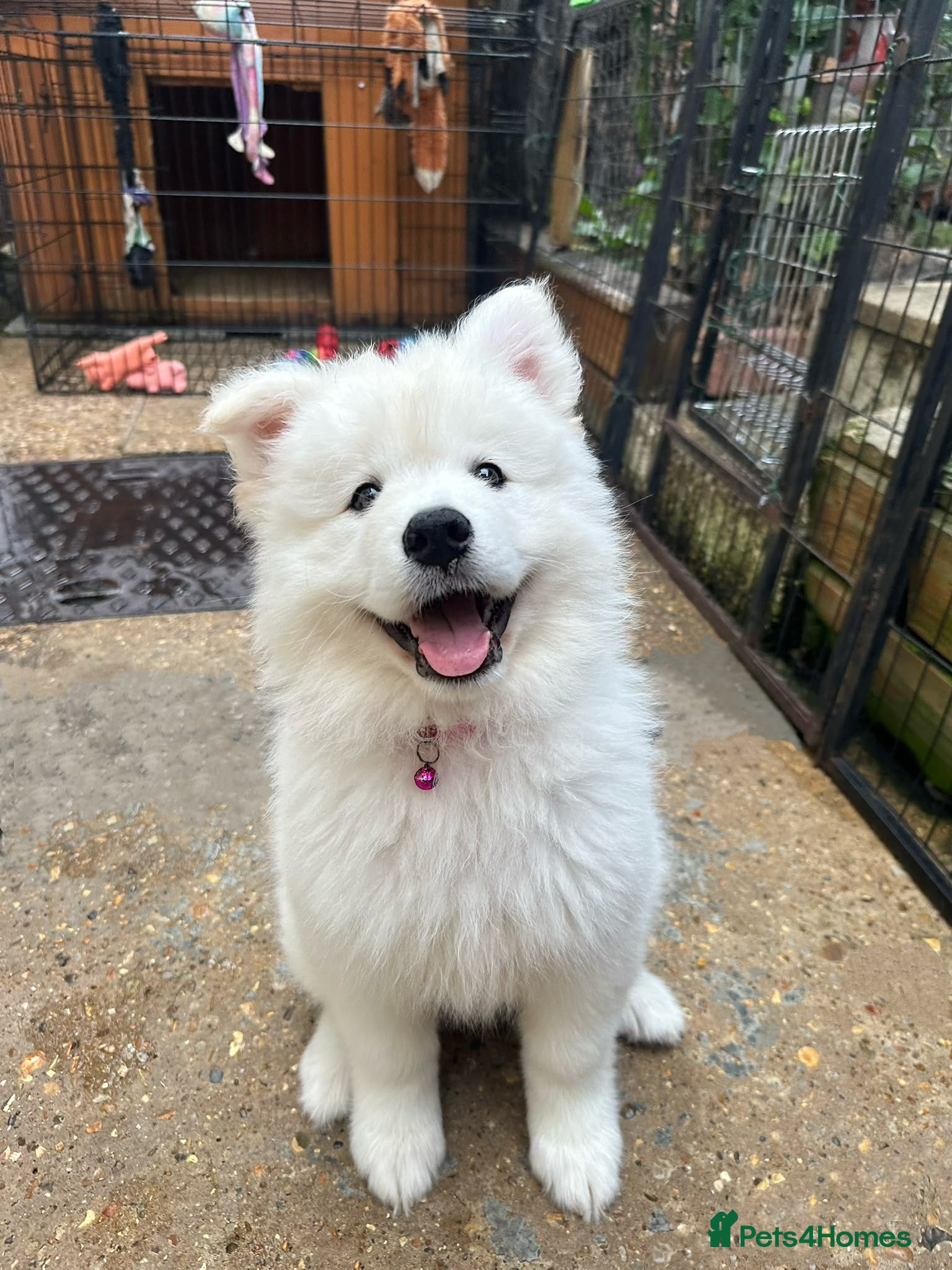 Samoyed dogs 🩷💙Samoyed puppies,3 girls& 1 boy left 🩷💙 - Advert 1