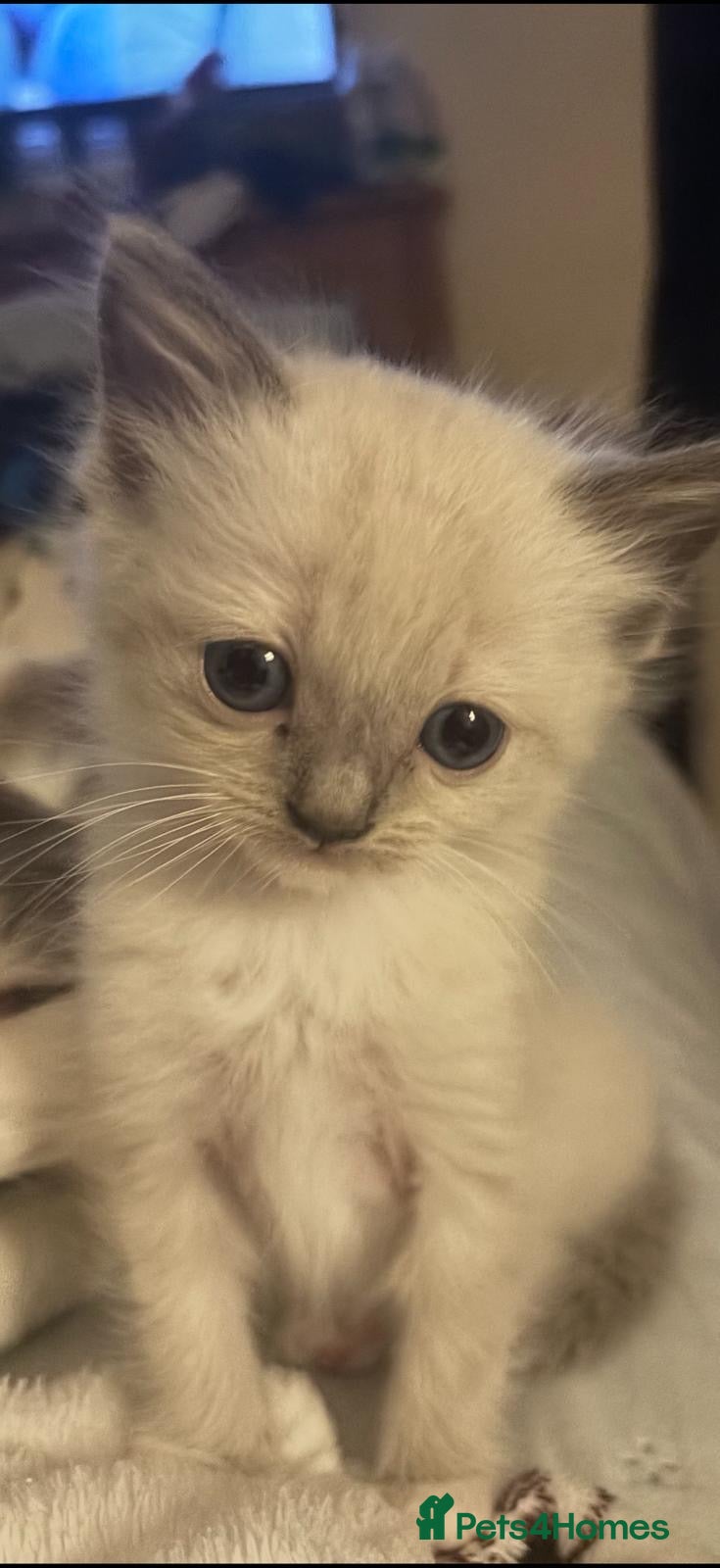 Ragdoll cats Pedigree ragdoll kittens ready now - Advert 1