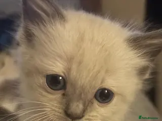 Ragdoll cats Pedigree ragdoll kittens ready now - Advert 2