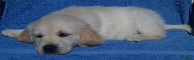 Golden Retriever - Bright Pink 