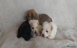 Poodle dogs for stud: Miniature poodle x norwich terrier - Image 17