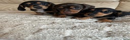 Miniature Dachshund dogs for sale: Stunning miniature dachshunds pups - Advert 4
