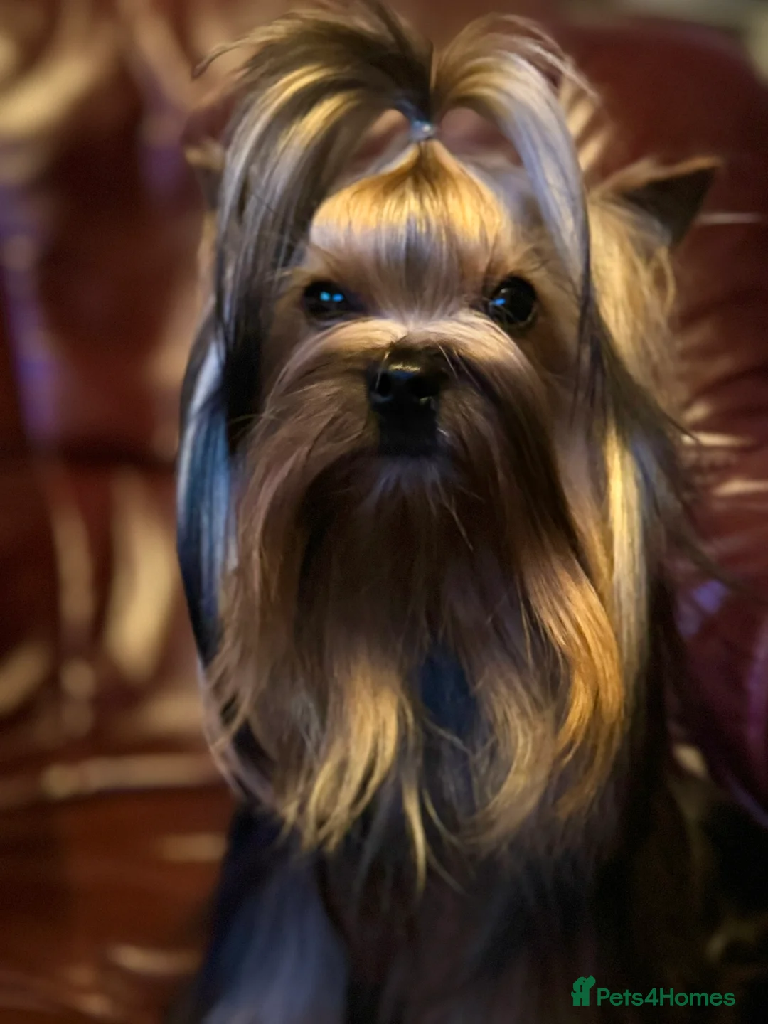 Yorkshire Terrier dogs for stud: Miniature Show boy  1,8 kg !  in Camberley - Advert 9