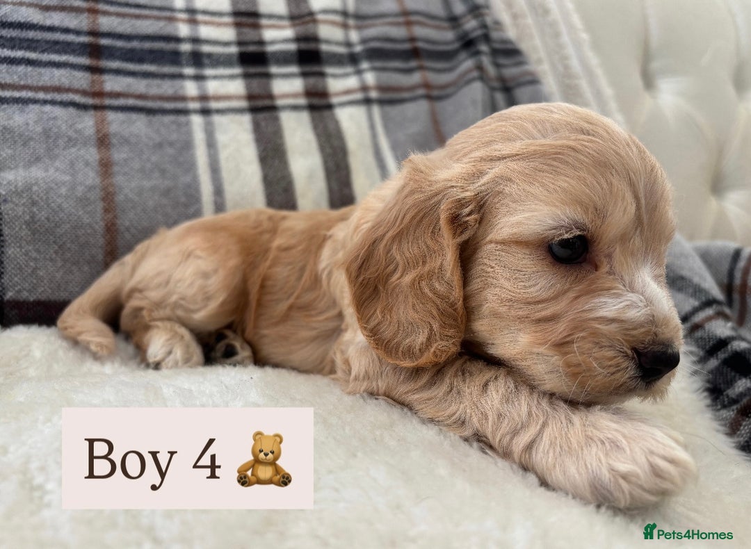 Cockapoo dogs for sale:  🐾SHOW TYPE F1 COCKAPOO PUPPIES 4 BOYS 2 GIRLS 🐾 - Image 10