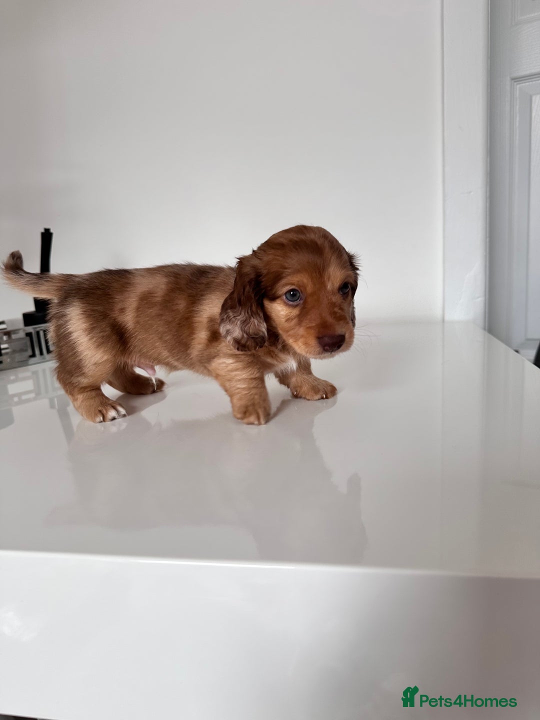 Miniature Dachshund dogs for sale: Kc registered mini Dachshund quality puppies  - Image 5