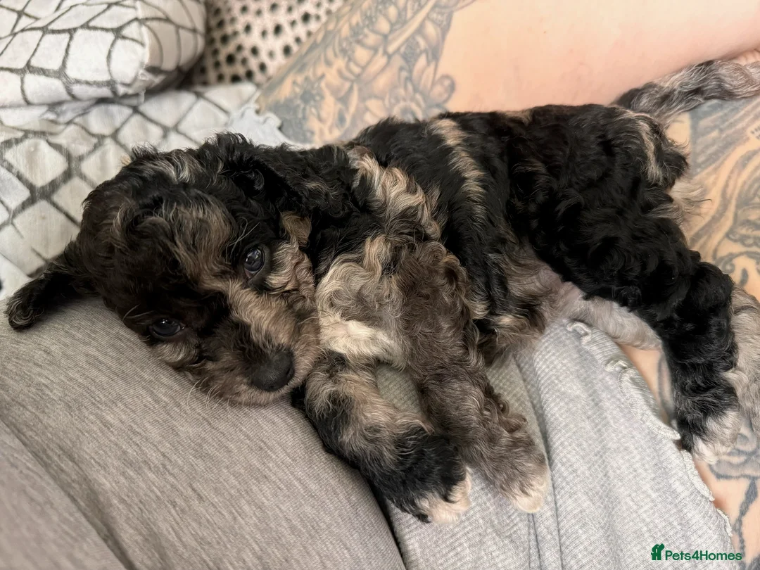 Miniature Poodle dogs for stud: DWKC  merle miniature poodle. Fully health tested  in Walsall - Advert 17