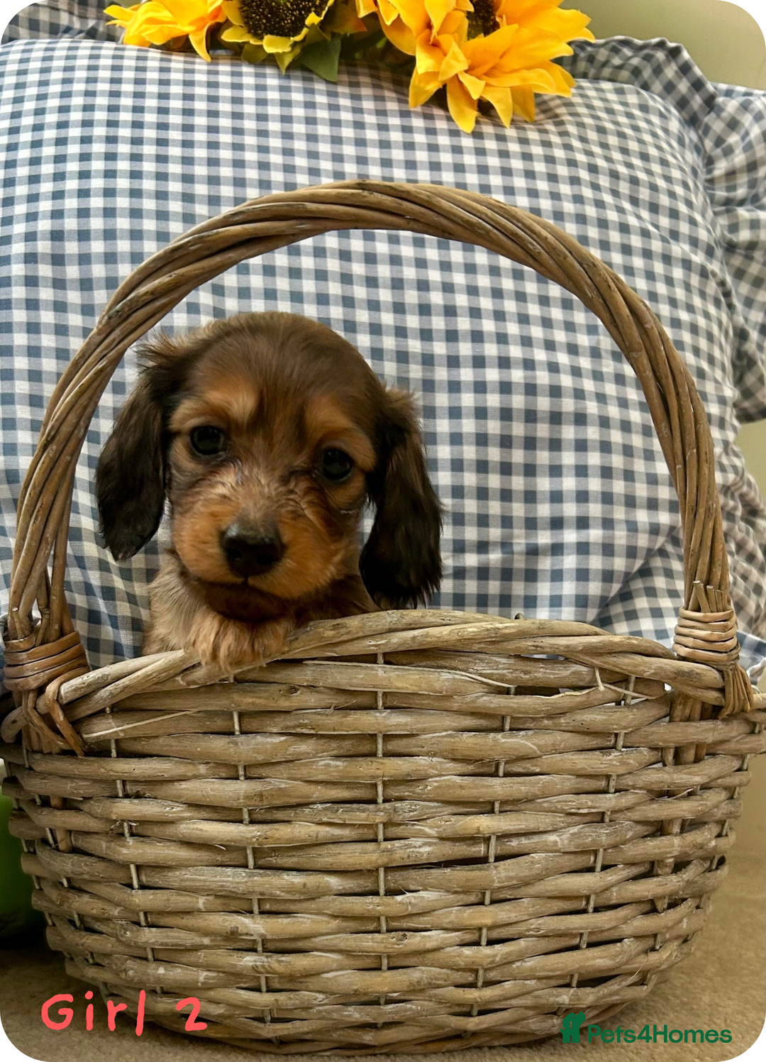 Miniature Dachshund dogs for sale: UPDATED PHOTOS - Long Haired Miniature Dachshunds  - Image 9
