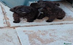 Mixed Breed dogs for sale: Schnoodle pups,  Aberdeenshire  - Image 7