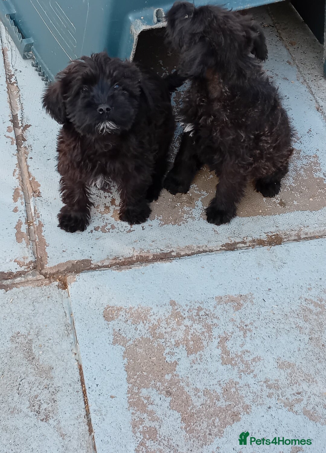 Mixed Breed dogs for sale: Schnoodle pups,  Aberdeenshire  - Image 7