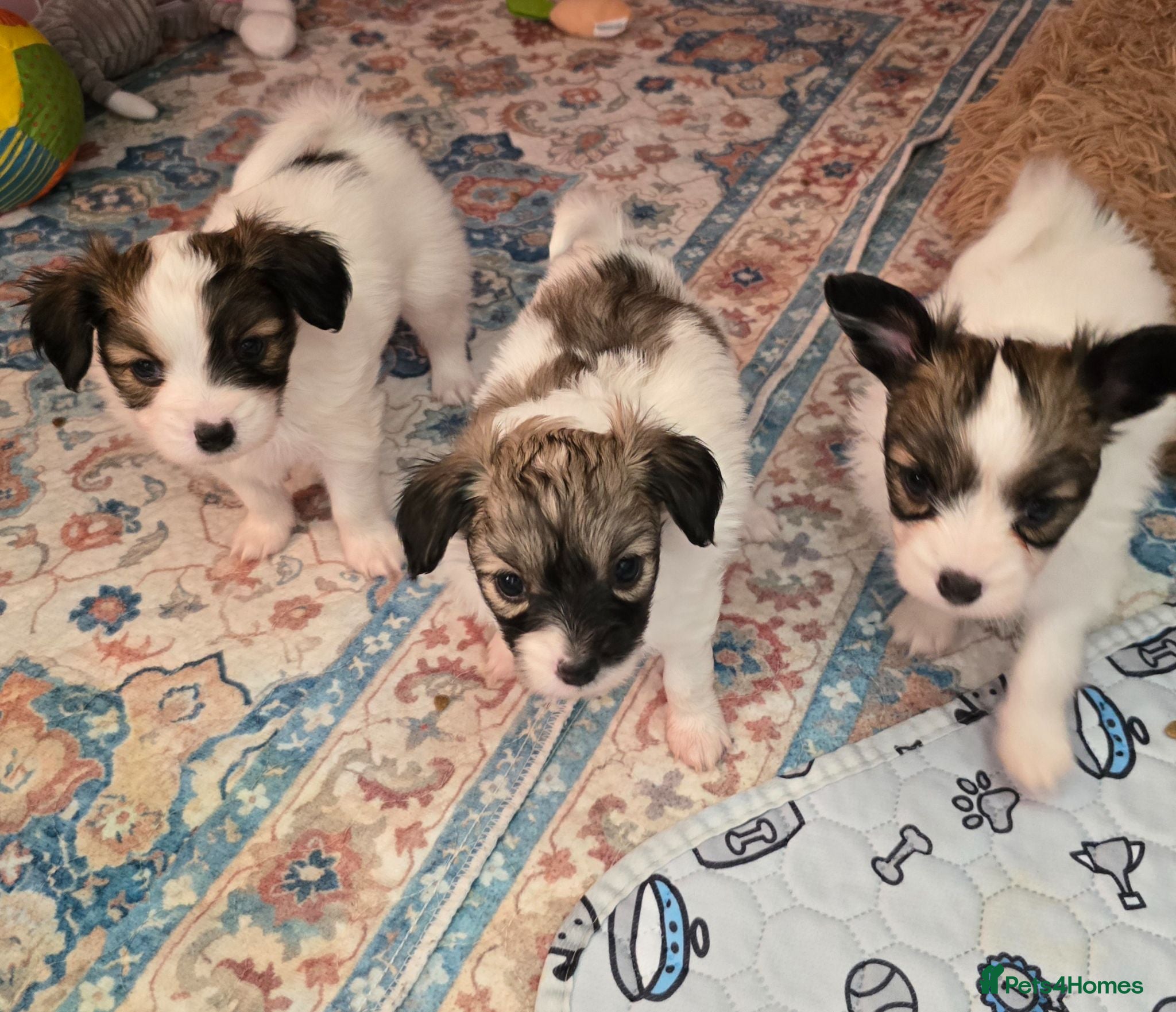 Papillon dogs 5generation Royal Kennel Club reg. - Advert 1