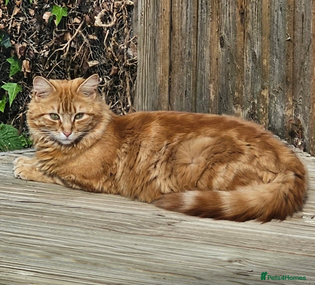 Mixed Breed cats for sale: Stunning Long Haired Kittens, rare colours🐾 💗 - Advert 19