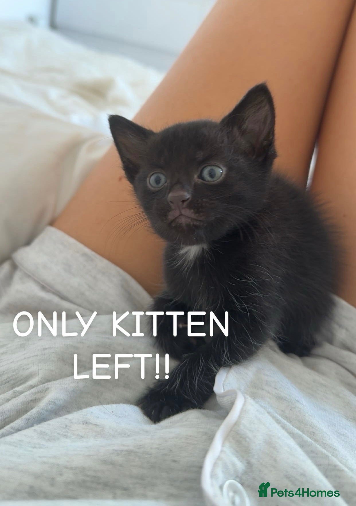 Domestic Shorthair cats Domestic shorthair kittens ONLY 1 LEFT - Advert 3