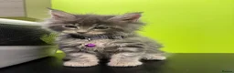 Maine Coon cats for stud: Proven Maine Coon Tulio for stud - Advert 5