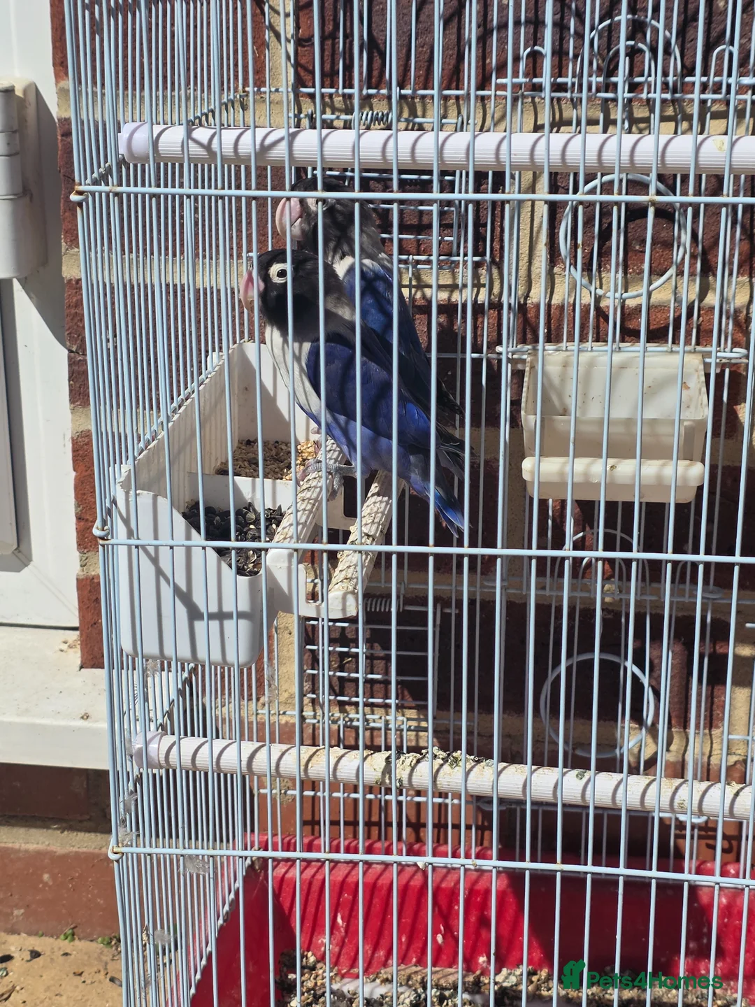 Lovebirds birds for sale: Lovebirds in Hounslow - Advert 2