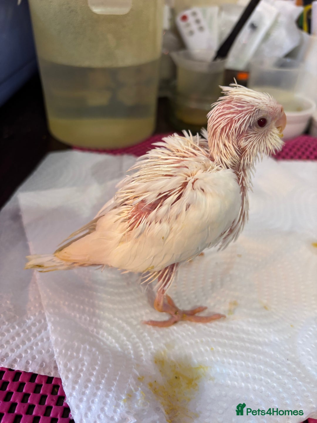 Cockatiels birds for sale: Hand reared and tame baby cockatiels  - Advert 3