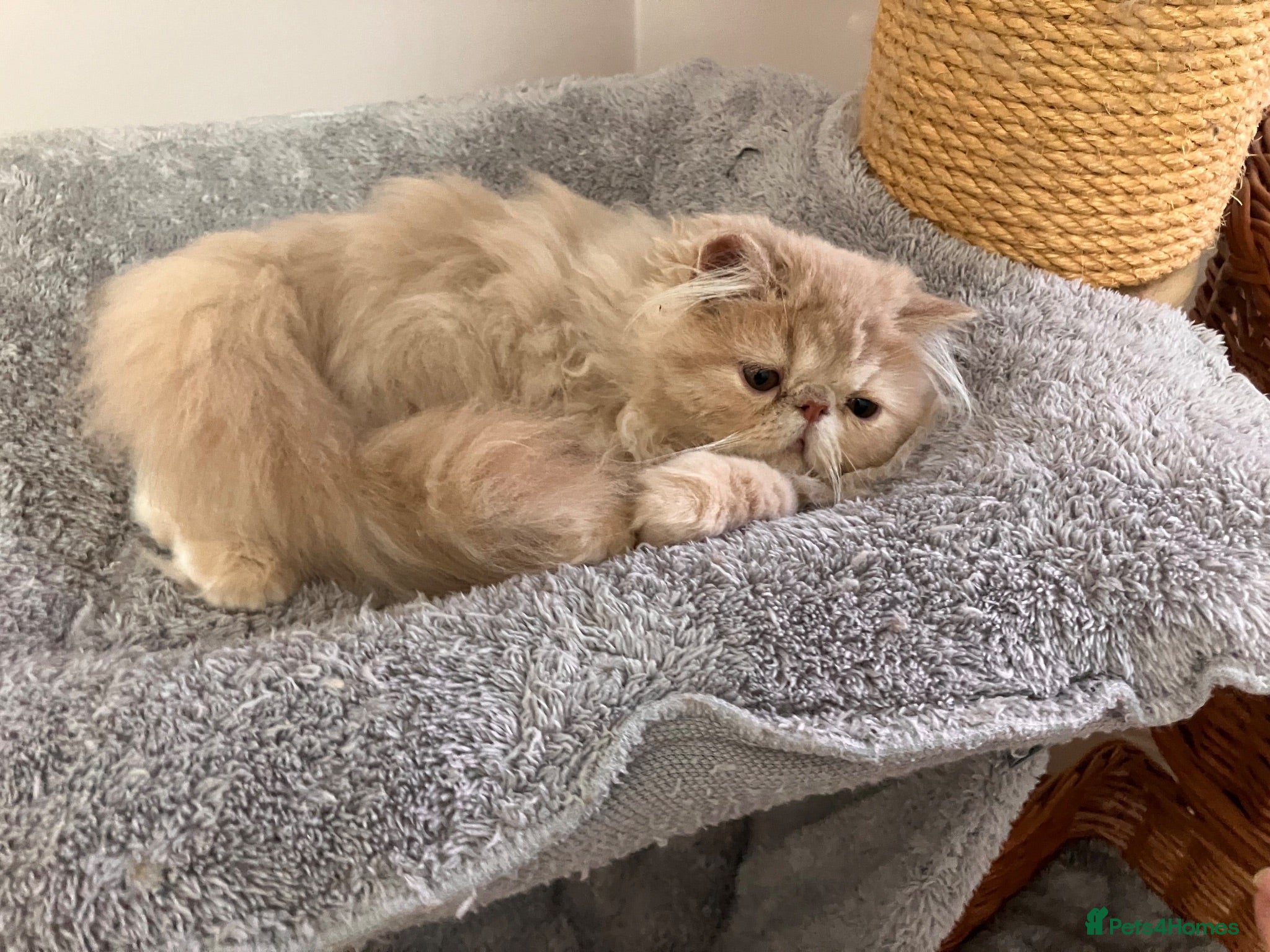 Persian cats Noushafarin GCCF hobby breeder - Advert 2