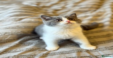 British Shorthair cats - Advert 7